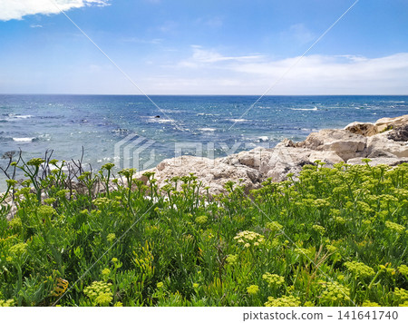 Beautiful green coastal wildflowers bloom on a rugged rocky shore overlooking a sparkling blue ocean under a sunny sky. Nobody is here, evoking a serene and peaceful escape. 141641740
