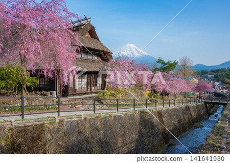 茅草屋頂的老農舍、垂枝櫻花和富士山（山梨縣西古醫之鄉） 141641980