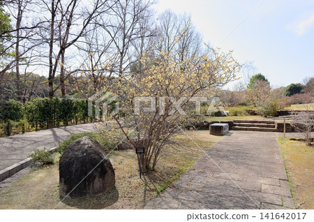 Early spring park: Winter jasmine flowers Early spring park: Winter jasmine flowers 141642017