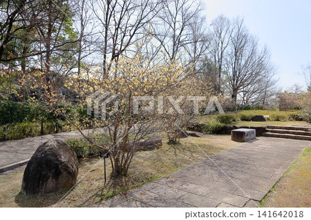 Early spring park: Winter jasmine flowers Early spring park: Winter jasmine flowers 141642018