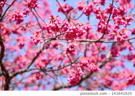 Early spring park, Taiwan cherry blossoms Early spring park, Taiwan cherry blossoms 141642020
