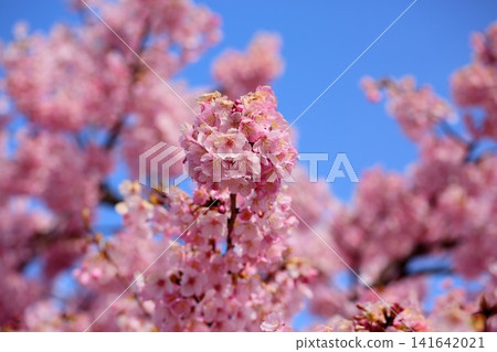 Early-blooming cherry blossoms, a sign of spring, Kawazu cherry blossoms Early-blooming cherry blossoms, a sign of spring, Kawazu cherry blossoms 141642021