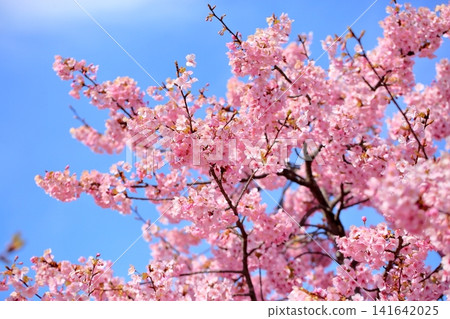 Early-blooming cherry blossoms, a sign of spring, Kawazu cherry blossoms Early-blooming cherry blossoms, a sign of spring, Kawazu cherry blossoms 141642025