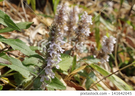 A cluster of Ajuga decumbens A cluster of Ajuga decumbens 141642045