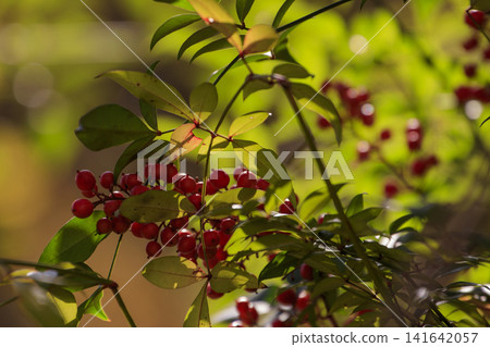 Autumn forest scenery in November: Nandina berries turning red 141642057