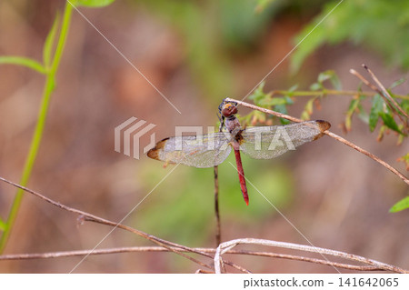 Autumn forest scenery in November: A red dragonfly stands still, wet with morning dew. 141642065