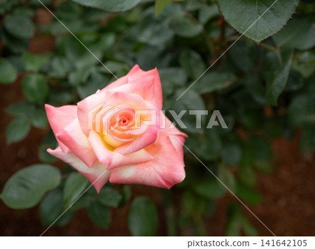 A Single Rose: Elegant Lady A Single Rose: Elegant Lady 141642105