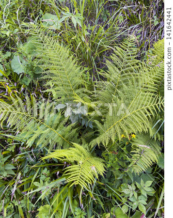 Alpine Lady Fern Growing in the High Tatras Alpine Lady Fern Growing in the High Tatras 141642441