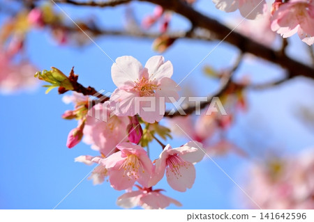 Early-blooming cherry blossoms, a sign of spring, Kawazu cherry blossoms Early-blooming cherry blossoms, a sign of spring, Kawazu cherry blossoms 141642596