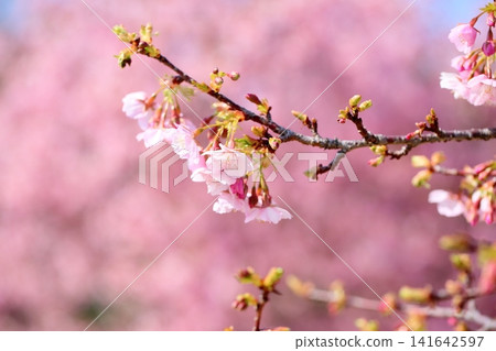 Early-blooming cherry blossoms, a sign of spring, Kawazu cherry blossoms Early-blooming cherry blossoms, a sign of spring, Kawazu cherry blossoms 141642597