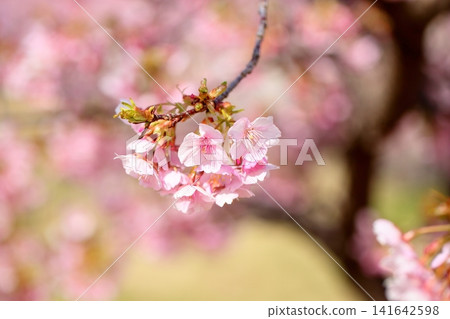 Early-blooming cherry blossoms, a sign of spring, Kawazu cherry blossoms Early-blooming cherry blossoms, a sign of spring, Kawazu cherry blossoms 141642598