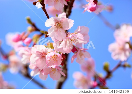 Early-blooming cherry blossoms, a sign of spring, Kawazu cherry blossoms Early-blooming cherry blossoms, a sign of spring, Kawazu cherry blossoms 141642599