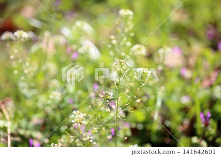 七種春草、薺菜花 七種春草、薺菜花 141642601