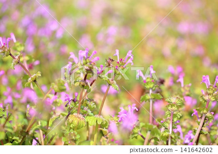 Cute Lamium amplexicaule flower Cute Lamium amplexicaule flower 141642602