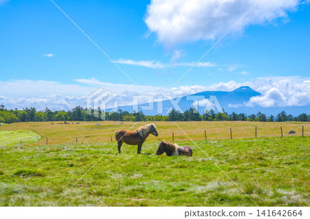 Idyllic scenery of Utsukushigahara Plateau and ponies grazing in pastures Idyllic scenery of Utsukushigahara Plateau and ponies grazing in pastures 141642664