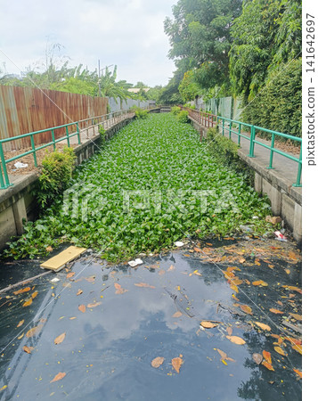 Waterway, hyacinth, pollution, bridge show urban canal overgrown with plant Waterway, hyacinth, pollution, bridge show urban canal overgrown with plant 141642697