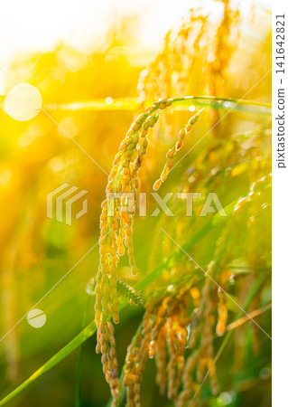 [Autumn Harvest] Golden rice stalks bowing their heads [Nagano Prefecture] 141642821