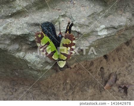 Butterfly insect wing rock green moth on gray stone with earth background Butterfly insect wing rock green moth on gray stone with earth background 141642978
