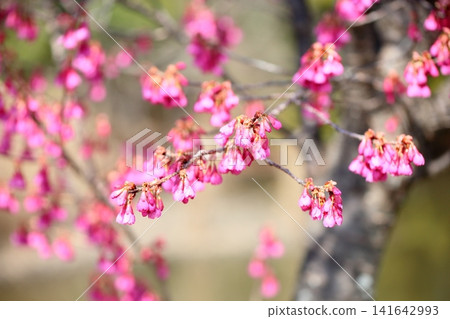 Early spring park, Taiwan cherry blossoms Early spring park, Taiwan cherry blossoms 141642993