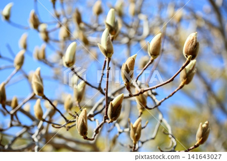 Refreshing white magnolia buds Refreshing white magnolia buds 141643027