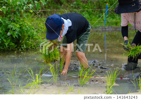 Elementary school boys experiencing rice planting: Children seriously plant rice seedlings in the mud of a paddy field. Elementary school boys experiencing rice planting: Children seriously plant rice seedlings in the mud of a paddy field. 141643243