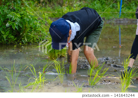 Elementary school boys experiencing rice planting: Children seriously plant rice seedlings in the mud of a paddy field. Elementary school boys experiencing rice planting: Children seriously plant rice seedlings in the mud of a paddy field. 141643244