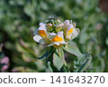 鈾花 141643270