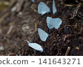 一群普通藍色蝴蝶 141643271