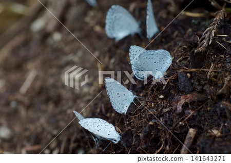 A swarm of Common Blue butterflies A swarm of Common Blue butterflies 141643271