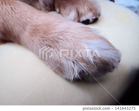 A close-up of a Golden Retriever's front paws and fluffy fur. A close-up of a Golden Retriever's front paws and fluffy fur. 141643275