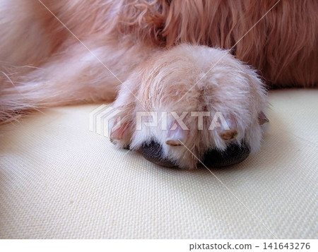 Close-up of a Golden Retriever's front paws, paw pads, and claws Close-up of a Golden Retriever's front paws, paw pads, and claws 141643276
