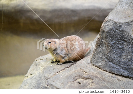 一隻草原犬鼠（動物園裡的一種小型動物）棲息在岩石上。 141643410