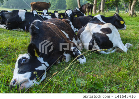 Kaya no Taira Grazing Kaya no Taira Grazing 141643416