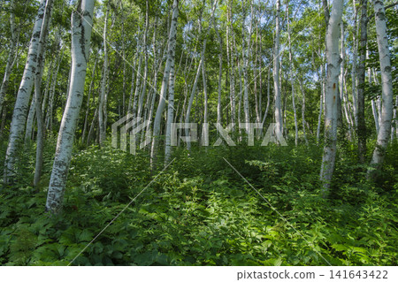 Sunlight through the white birch forest Sunlight through the white birch forest 141643422