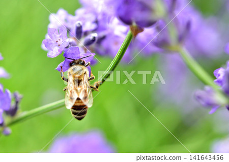 Honeybees collecting nectar from lavender flowers (Furano, Hokkaido) Honeybees collecting nectar from lavender flowers (Furano, Hokkaido) 141643456