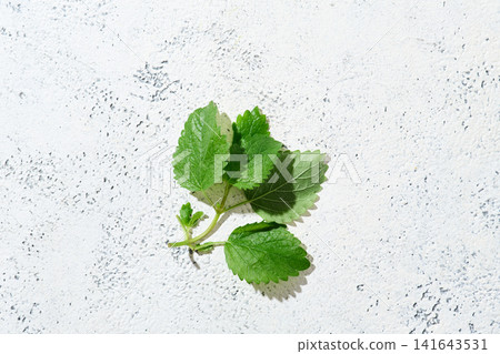 檸檬香蜂草 - 新鮮香草 檸檬香蜂草 - 新鮮香草 141643531