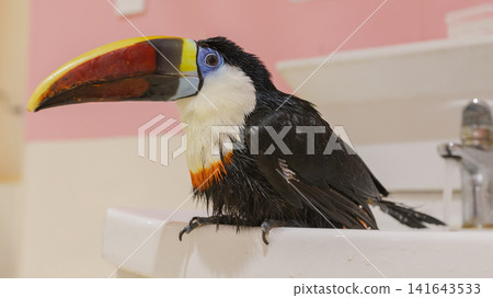 A white-breasted toucan perches on a washbasin after taking a bath. 141643533
