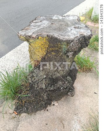 "Old tree stumps and natural textures: Environment, aging, background material, natural landscapes" "Old tree stumps and natural textures: Environment, aging, background material, natural landscapes" 141643576