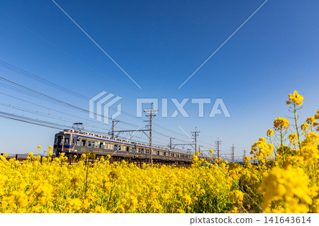 Under a blue sky, over a field of rapeseed flowers. Nankai Electric Railway. Under a blue sky, over a field of rapeseed flowers. Nankai Electric Railway. 141643614