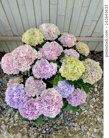 Beautiful hydrangeas with a stunning gradient of colors (Magical Revolution) <Katahara Onsen Ajisai no Sato/Gamagori City, Aichi Prefecture> Beautiful hydrangeas with a stunning gradient of colors (Magical Revolution) <Katahara Onsen Ajisai no Sato/Gamagori City, Aichi Prefecture> 141643633