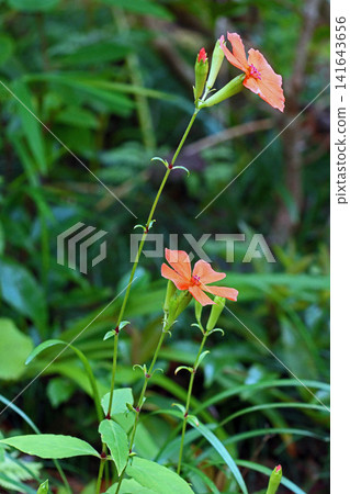 人參(Fusidium ginseng) 人參(Fusidium ginseng) 141643656