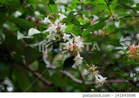 Averia Averia 141643696