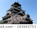 Kumamoto Castle: The main tower and cherry blossoms 141643753