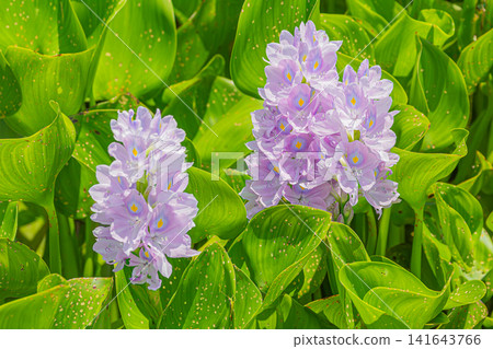 Water hyacinth with flowers Water hyacinth with flowers 141643766