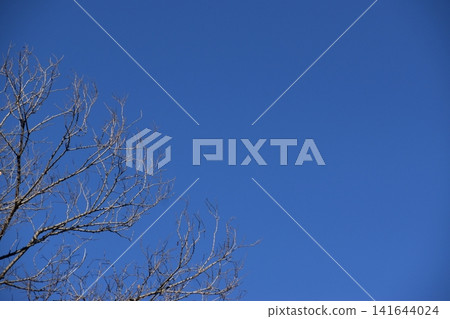 在寒冷的空氣中,樹枝上掛滿了落葉,依然搖曳生姿,絲毫不受寒冷的影響。 在寒冷的空氣中,樹枝上掛滿了落葉,依然搖曳生姿,絲毫不受寒冷的影響。 141644024