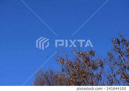 In the cold air, the branches of trees, still bearing fallen autumn leaves, sway, undeterred by the chill. In the cold air, the branches of trees, still bearing fallen autumn leaves, sway, undeterred by the chill. 141644108
