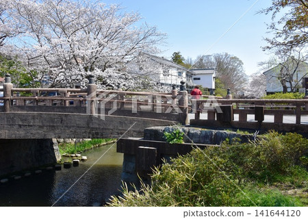 滋賀縣近江八幡市的八幡堀運河、明治橋和盛開的櫻花 滋賀縣近江八幡市的八幡堀運河、明治橋和盛開的櫻花 141644120