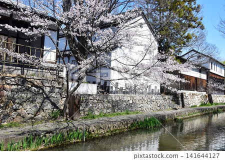 滋賀縣近江八幡市的八幡堀運河、盛開的櫻花以及八幡堀運河步道 滋賀縣近江八幡市的八幡堀運河、盛開的櫻花以及八幡堀運河步道 141644127