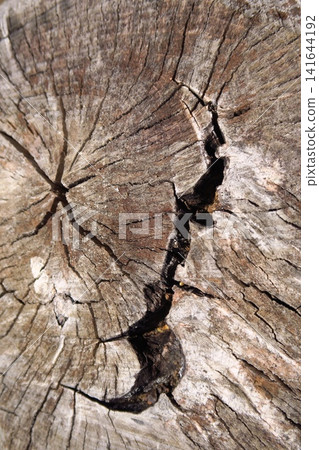 Close-up of the cross-section of an old tree stump Close-up of the cross-section of an old tree stump 141644192