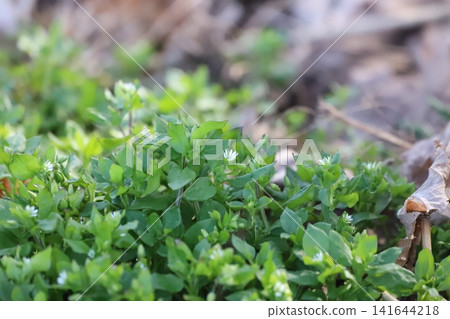 Clumps of chickweed covering the ground and white flowers Clumps of chickweed covering the ground and white flowers 141644218